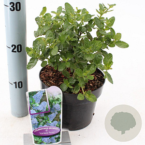 Ceanothus griseus 'Yankee Point' 25-30 cm 2,0L