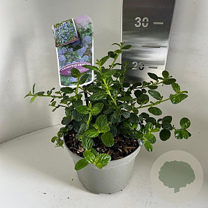 Ceanothus griseus 'Yankee Point' 25-30 cm 2,0L