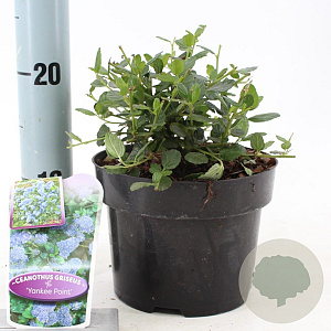 Ceanothus griseus 'Yankee Point' 25-30 cm 2,0L