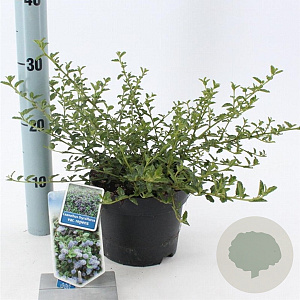 Ceanothus thyrsiflorus repens 25-30 cm 2,0L
