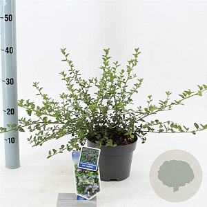 Ceanothus thyrsiflorus repens 25-30 cm 2,0L