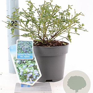 Ceanothus thyrsiflorus repens 25-30 cm 2,0L