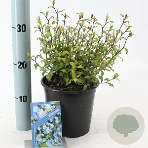 Ceratostigma willmottianum 25-30 cm 2,0L