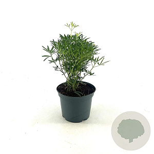 Choisya t. White Dazzler 25-30 cm 2,0L