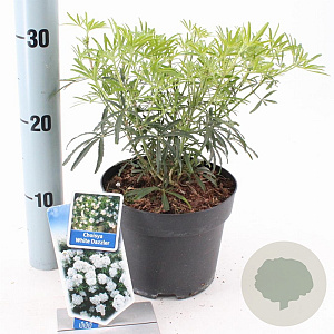 Choisya t. White Dazzler 25-30 cm 2,0L