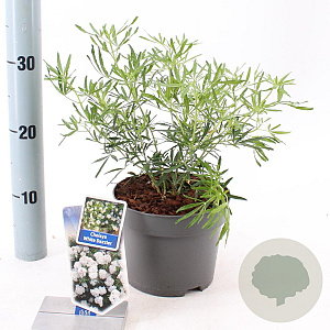 Choisya t. White Dazzler 25-30 cm 2,0L