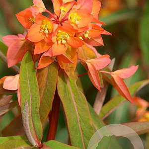 Euphorbia griff. 'Beauty Orange' GM P9