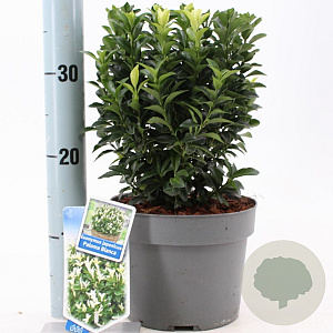 Euonymus jap. Paloma Blanca 25-30 cm 3,0L