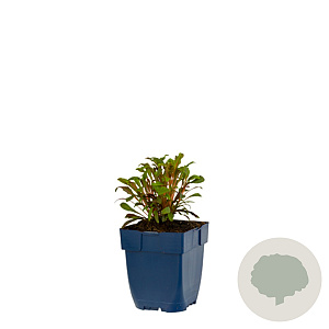 Gaura l. Gaudi Red GM  P11