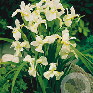 Iris sib. 'Snow Queen' GM P9