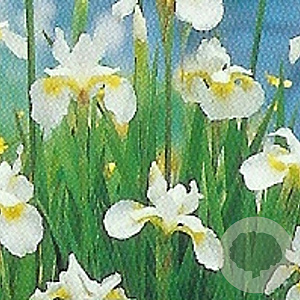 Iris sib. 'Snow Queen' GM P9