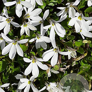 Isotoma fluviatilis 'Alba' GM P9