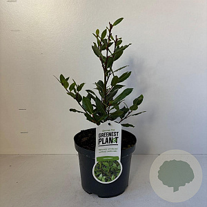 Laurus nobilis 35-40 cm 3,0L