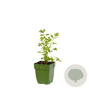 Levisticum officinale GM  P11