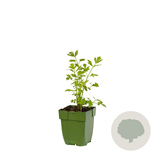 Levisticum officinale GM  P11