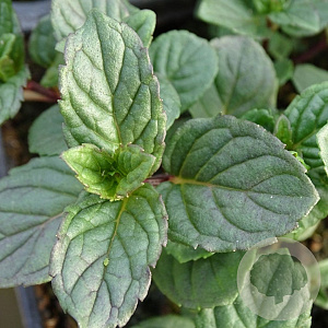Mentha piperita 'Agnes' GM P9