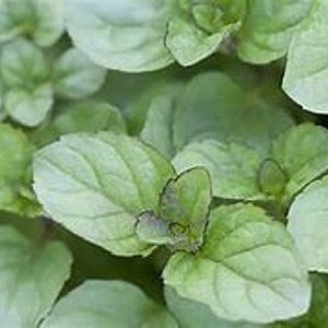 Mentha rot. 'Eau de Cologne' GM P9