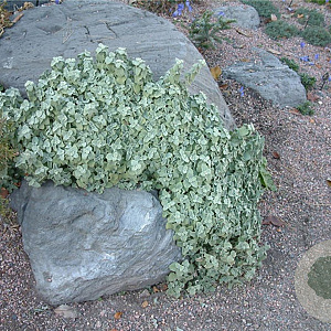 Paronychia kapela serpyllifolia GM P9