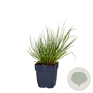 Panicum virgatum 'Northwind' GM  P11