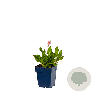 Persicaria aff. 'Darjeeling Red' GM  P11