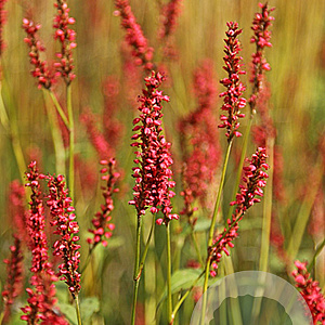 Persicaria a. 'Firedance' GM P9