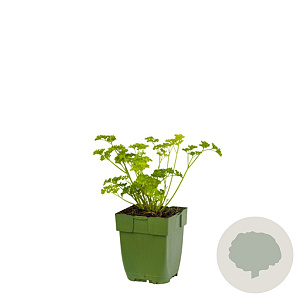 Petroselinum crispum GM  P11