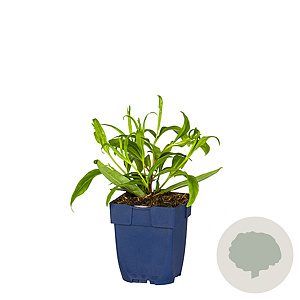 Penstemon 'Schoenholzeri' GM  P11