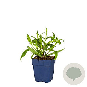 Penstemon 'Schoenholzeri' GM  P11