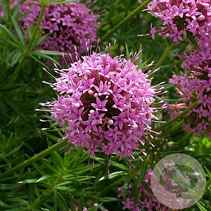 Phuopsis stylosa GM P9