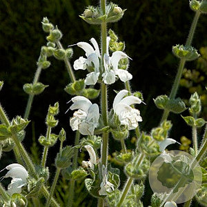 Salvia argentea GM P9
