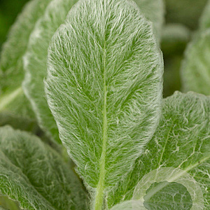 Salvia argentea GM P9