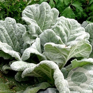 Salvia argentea GM P9