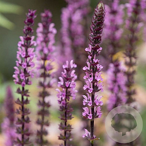 Salvia n. Carad. Pink Inspiration GM  P11