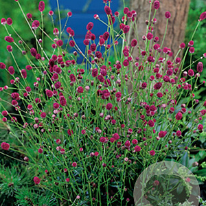 Sanguisorba o. 'Tanna' GM P9