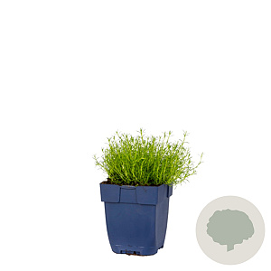 Sagina subulata GM  P11