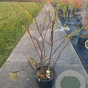 Stachyurus praecox 100-125 cm 20L