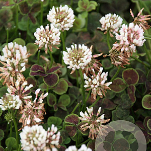 Trifolium repens 'Pentaphyllum' GM P9