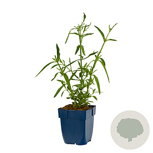 Verbena bon. 'Lollipop' GM  P11