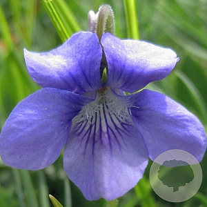 Viola odorata 'Königin Charlotte' GM P9