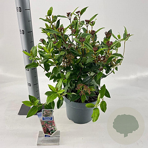 Viburnum tin. 'Gwenllian' 30-40 cm 5,0L