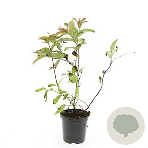 Diervilla sessilif. 'Dise' GM C1.3