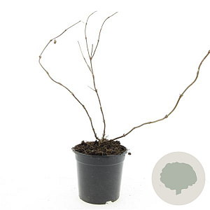 Diervilla sessilif. 'Dise' GM C1.3