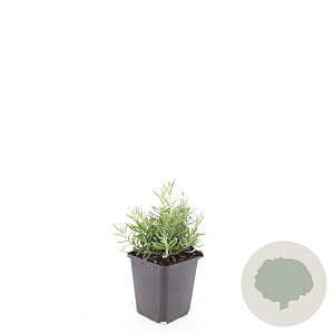Lavandula ang. 'Hidcote' GM P9