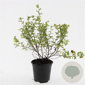 Potentilla f. 'Limelight' GM C1.3