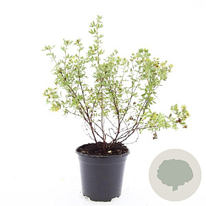 Potentilla f. 'Limelight' GM C1.3