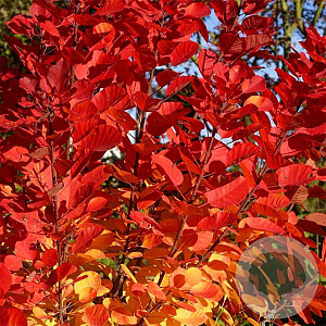 Cotinus cog. Flamissio 125-150 cm 20L