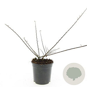 Cotoneaster horizontalis 100-125 cm 20L breed