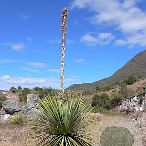 Dasylirion serratifolium 80-100 cm 35L