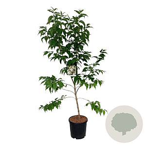 Heptacodium miconioides 100-125 cm 15L
