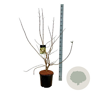 Heptacodium miconioides 100-125 cm 15L